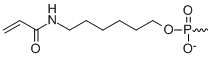 Bio-Synthesis Inc. Oligo Structure